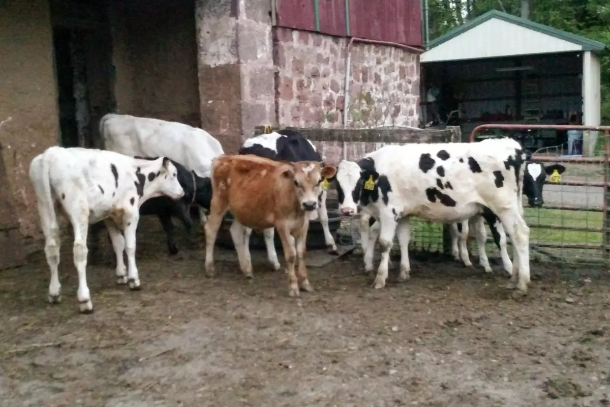 Beef Farm Meat Near NYC