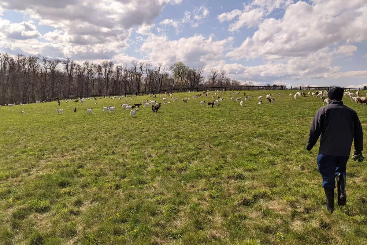 Farm Meat Animal Choices In Pa