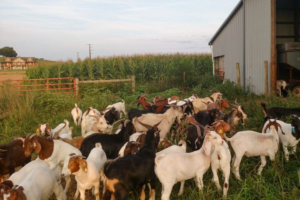 Goat Farm Meat In PA