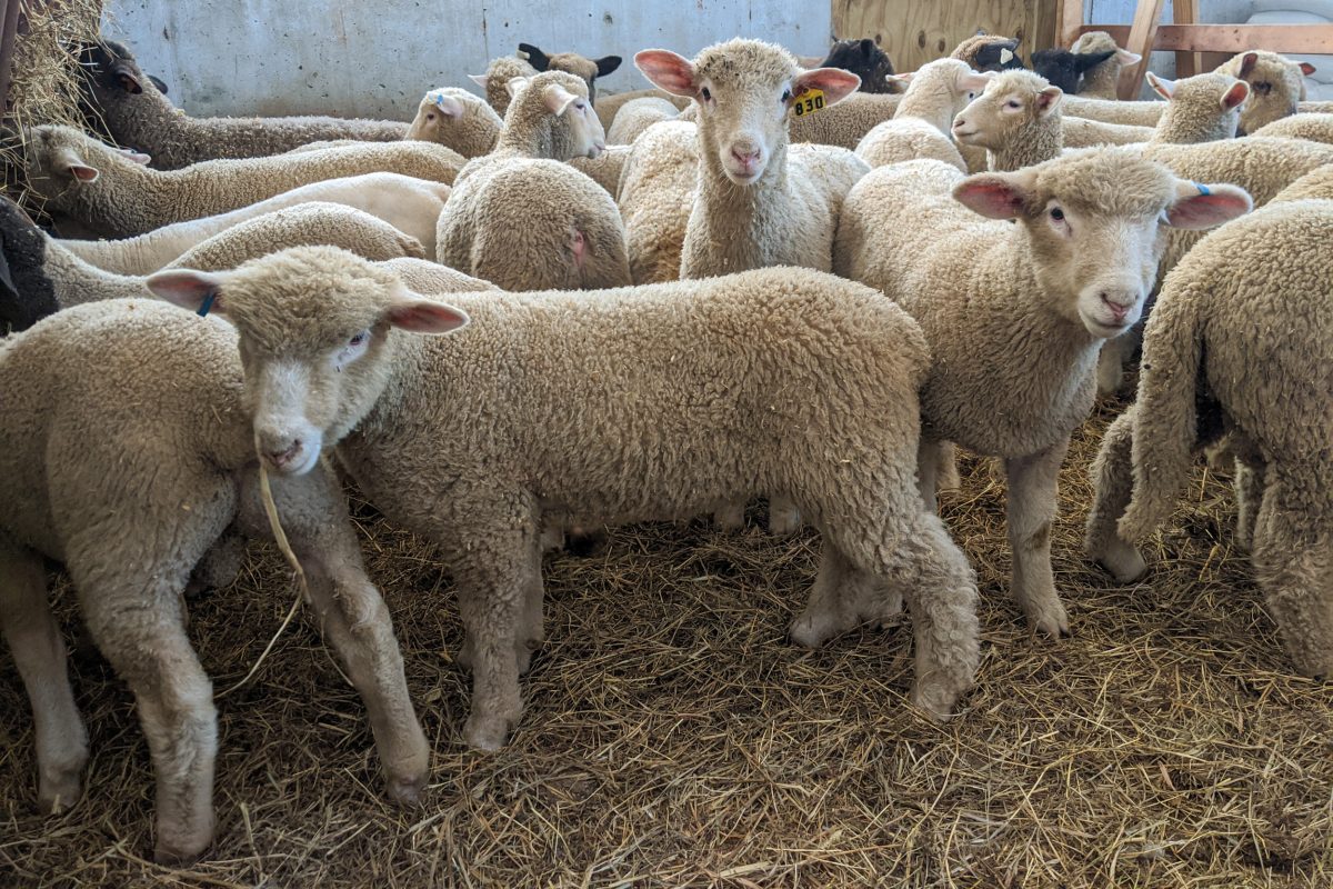 Sheep And Lamb Farm Meat New NJ