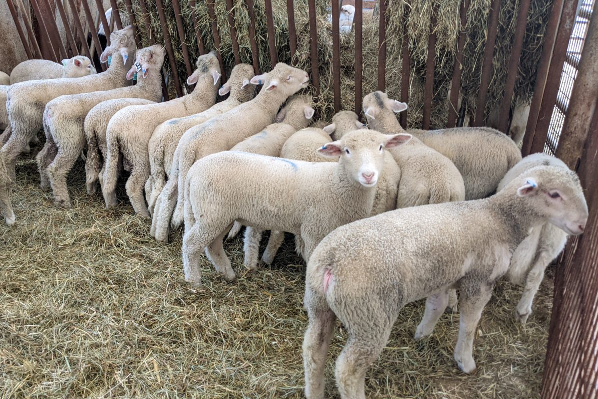 Lambs For Eid Al Adha 2022 near Harrisburg pa