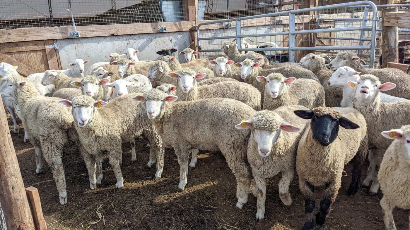 Lambs For Quarban Eid Al Adha Mechanicsburg Pa
