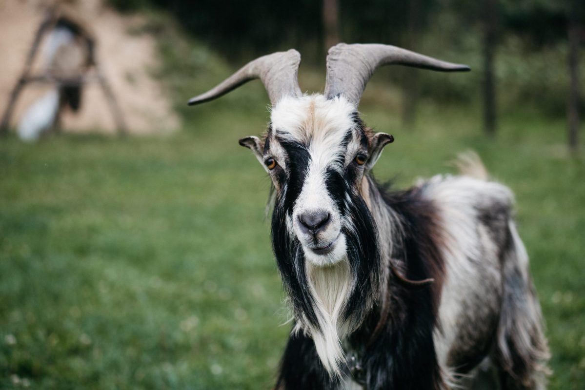 Halal Farm Goat Meat For Sale