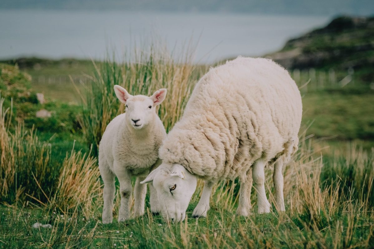 Halal Farm Lamb And Sheep Y