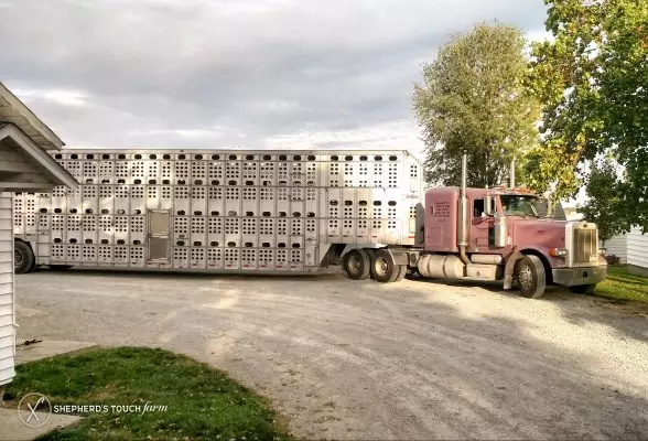 Livestock Transport Mohnton Pa