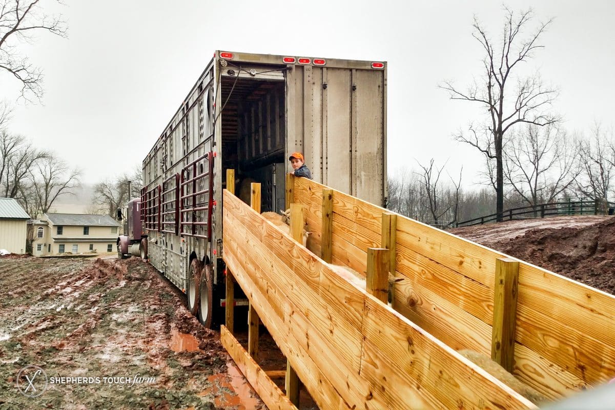 Livestock Transport Mohnton Pa
