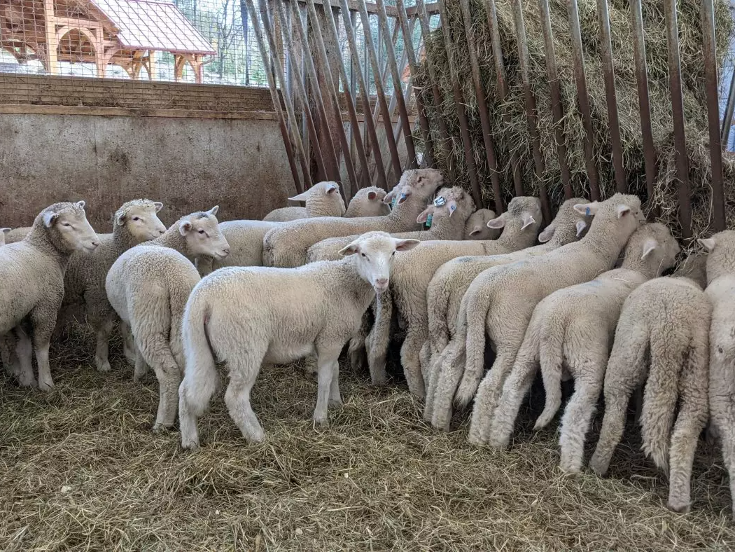 halal lamb and sheep near harrisburg pa