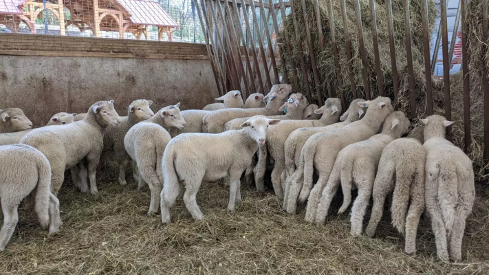Halal lamb farm 