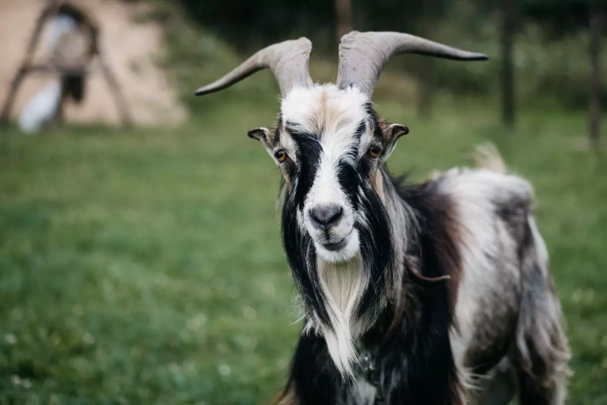 Halal Meats Goats For Sale Near Lancaster Pa