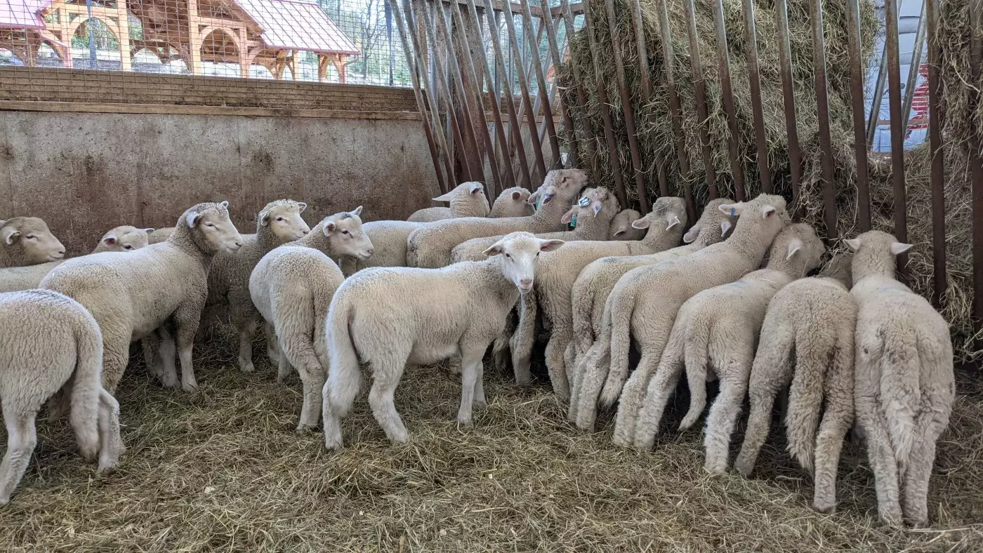 Halal lamb near Mechanicsburg