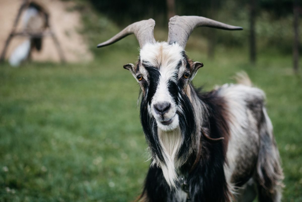 Halal Goat For Sale Near Philly
