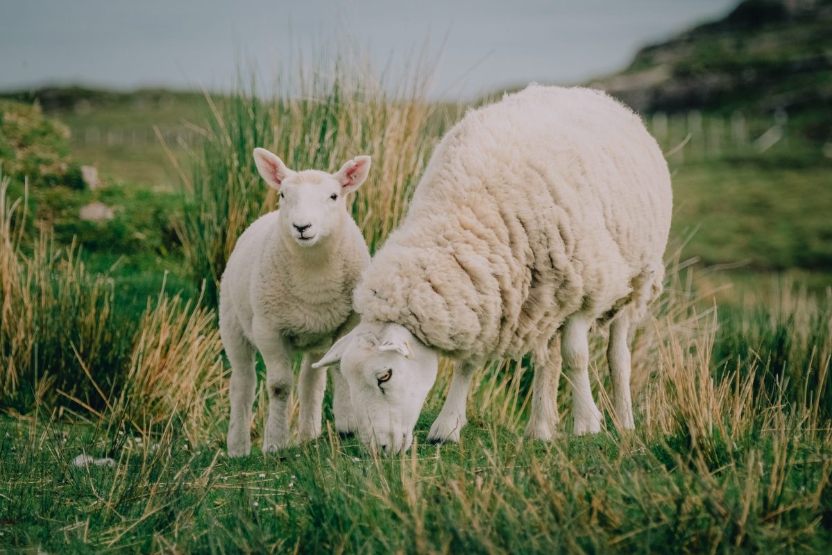 Philadelphia Halal Lamb And Sheep
