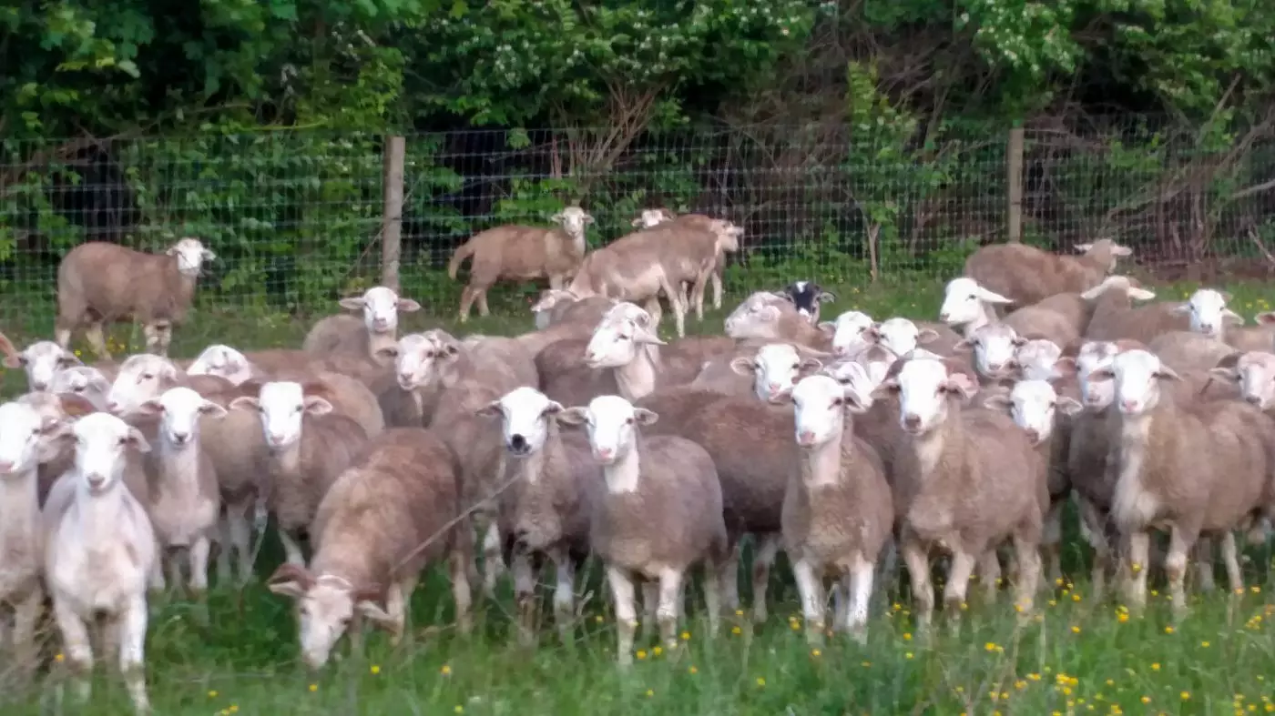 Sheep For Sale In Pa