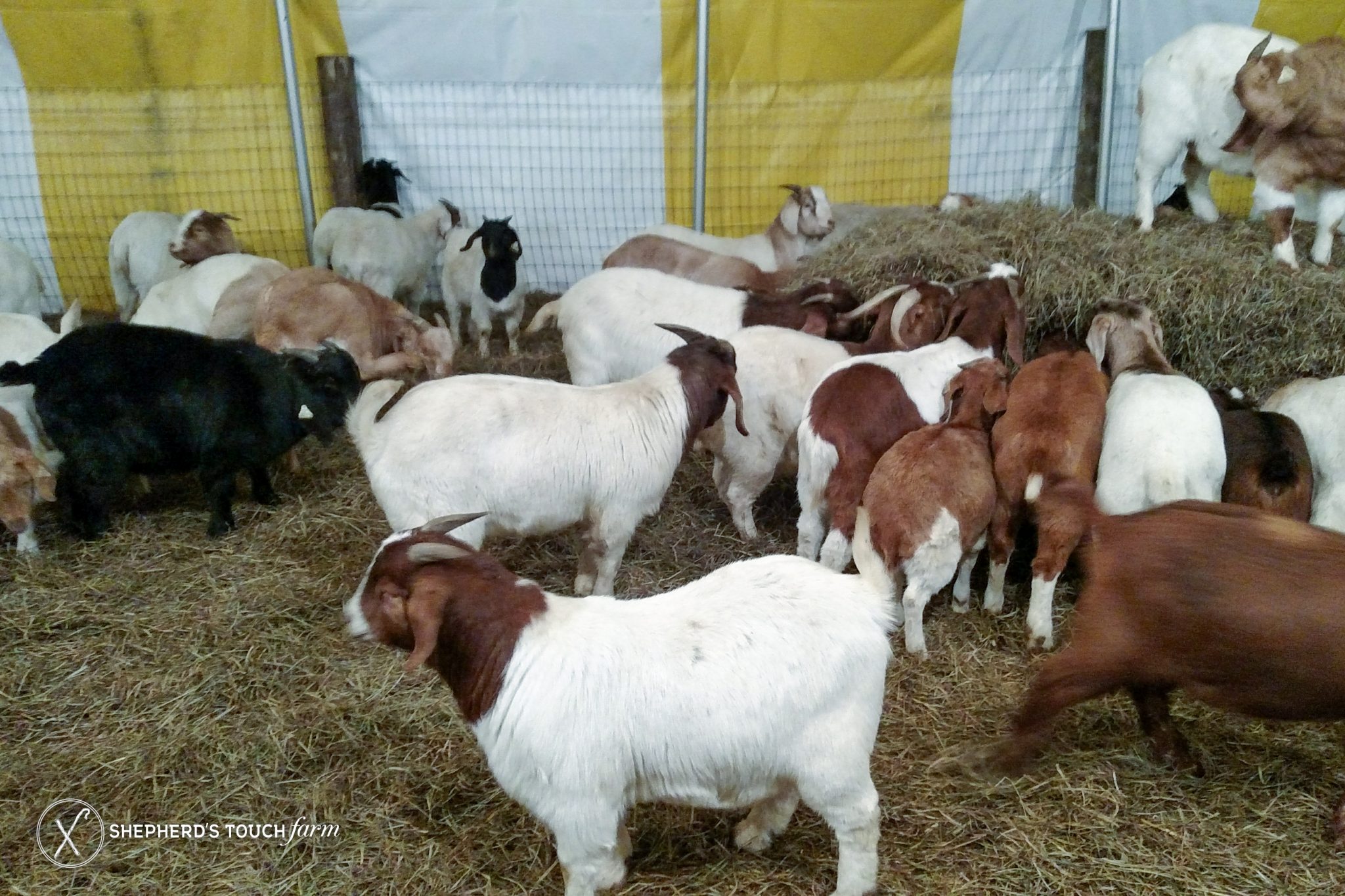 Goat Meat Farm Buy Live Goats 100 Halal always