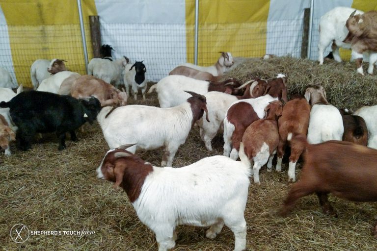 Goat Meat Farm | Buy Live Goats | 100 % Halal always