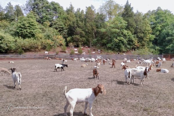 Goat Meat Halal Farm Near Allentown Pa