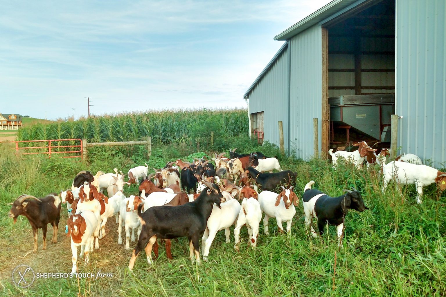 Goat Meat Farm Buy Live Goats 100 Halal always
