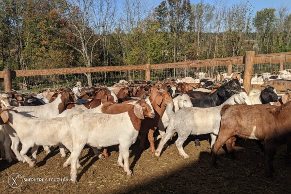 Whole Goat Farm Near Allentown