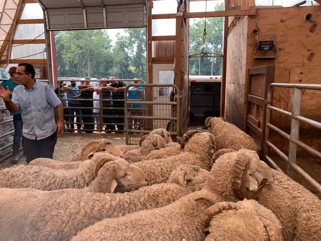 Halal Sheep at the Farm