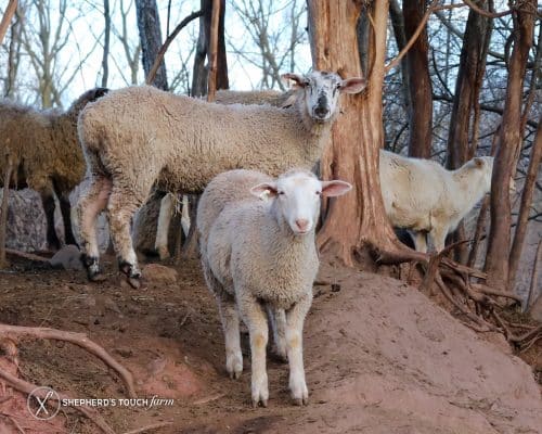Halal Sheep Meat For Sale Near Allentown Pa